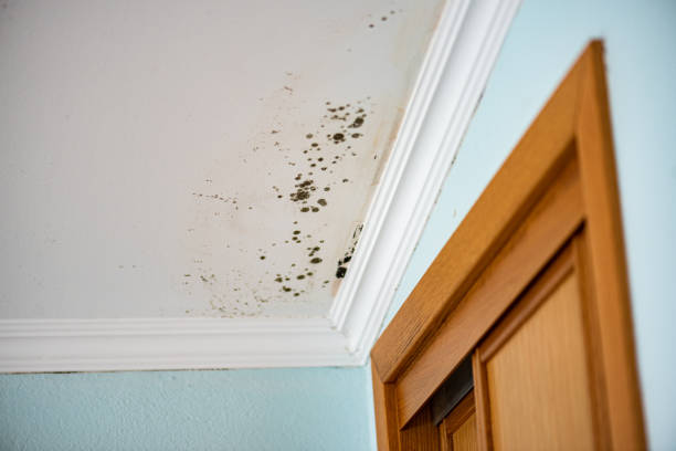 Best Black Mold Removal  in Keedysville, MD