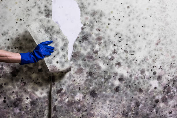 Home Mold Removal in Keedysville, MD