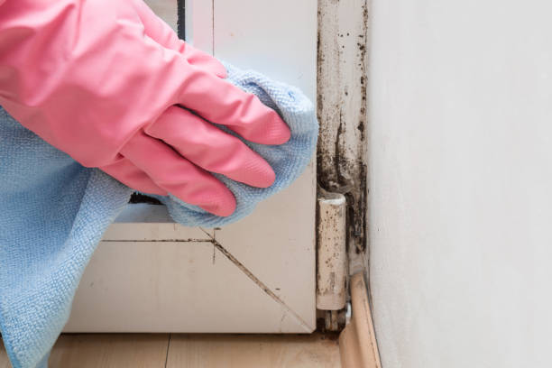 Best Mold Damage Repair  in Keedysville, MD
