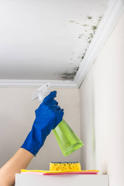 Best Residential Mold Removal  in Keedysville, MD